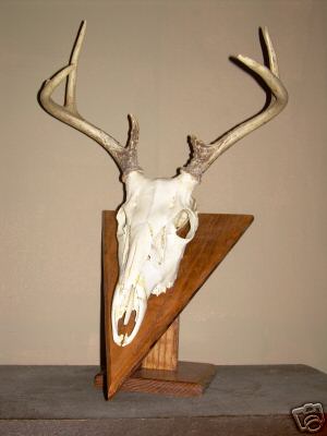 deer skull mount